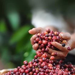 Nescafé Dolce Gusto Cappuccino Capsules - 90 Koffiecups -Voedsel Winkel 1190x1200