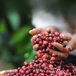 Nescafé Dolce Gusto Cortado Espresso Macchiato Capsules - 90 Koffiecups -Voedsel Winkel 1192x1200