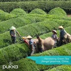 Pukka Original Kruidenthee Geschenkdoos - 9 Blends Biologische Kruidenthee, Ook Leuk Als Verjaardagscadeau - 45 Zakjes - Theedoos - GB-BIO-05 18 Pukka Original Kruidenthee Geschenkdoos - 9 Blends Biologische Kruidenthee, Ook Leuk Als Verjaardagscadeau - 45 Zakjes - Theedoos - GB-BIO-05 -Voedsel Winkel 1200x1200 306