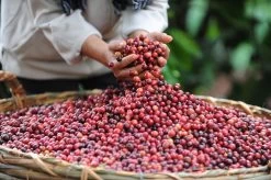 Starbucks Pike Place Medium Roast Koffiebonen - 4 Zakken à 450 Gram -Voedsel Winkel 1200x798 1