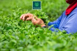 TMomentes® High Quality Culinary MATCHA Thee - Matcha Poeder - Matcha Thee - 100% Organisch Gecertificeerd - 100 Gram -Voedsel Winkel 1200x800 27