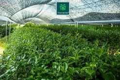 TMomentes® PREMIUM CEREMONIAL MATCHA Thee - Matcha Poeder - Ceremoniële Matcha Thee - 100% Organisch Gecertificeerd - 60 Gram - AAA+ Gradering -Voedsel Winkel 1200x800 30