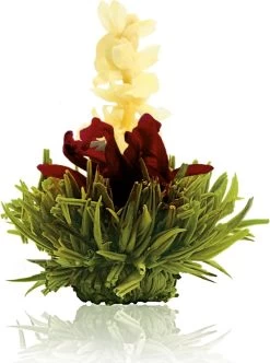 Creano Theebloemen Pakket Groene Thee - Fruitsmaken - 6 Stuks - -Voedsel Winkel 893x1200