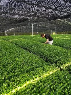 Japanse Matcha Cadeau Set - Het Perfecte Cadeau! ✔ Vandaag Besteld, Morgen In Huis ✔ Gratis Matcha Boek Bij Uw Bestelling! -Voedsel Winkel 899x1200 9